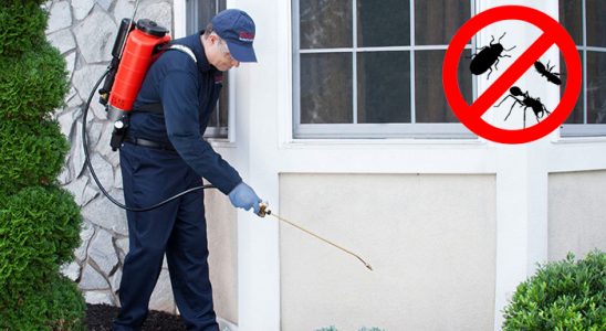 Limontepe Karınca İlaçlama böcek ilaçlama ve haşere kontrolü — ilaclama-tr.com